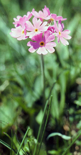 Alpine Flowers 00036
