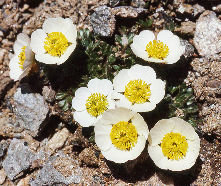 Alpine Flowers 00037