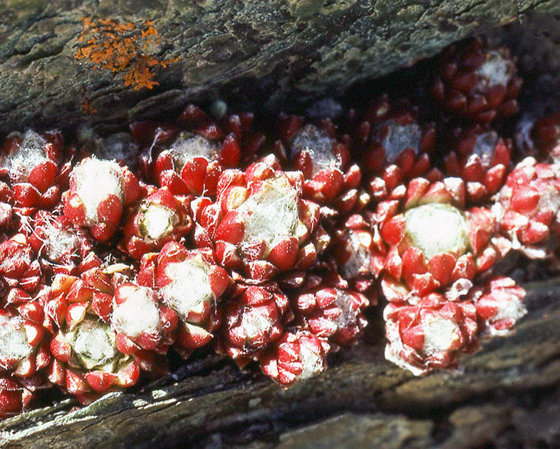 Alpine Flowers 00039