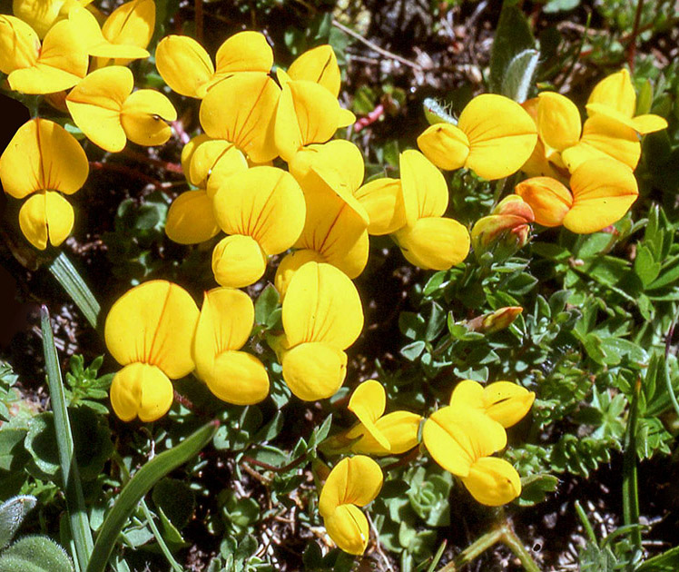 Alpine Flowers 00040
