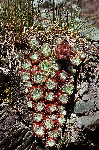 Alpine Flowers 00041