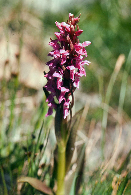 Alpine Flowers 00042