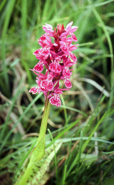 Alpine Flowers 00043