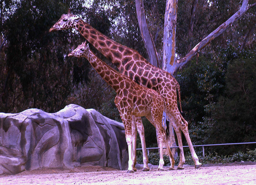 Disney-Zoo 00083