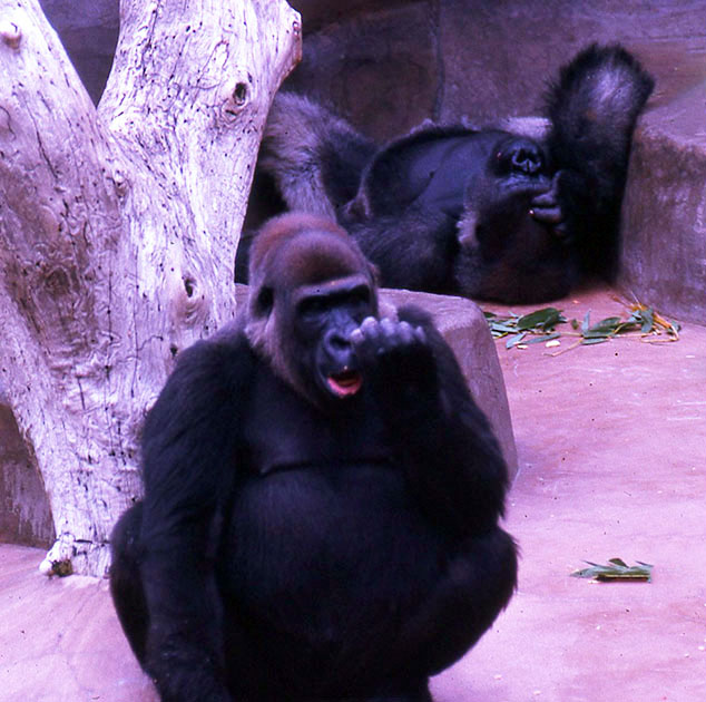 Disney-Zoo 00091