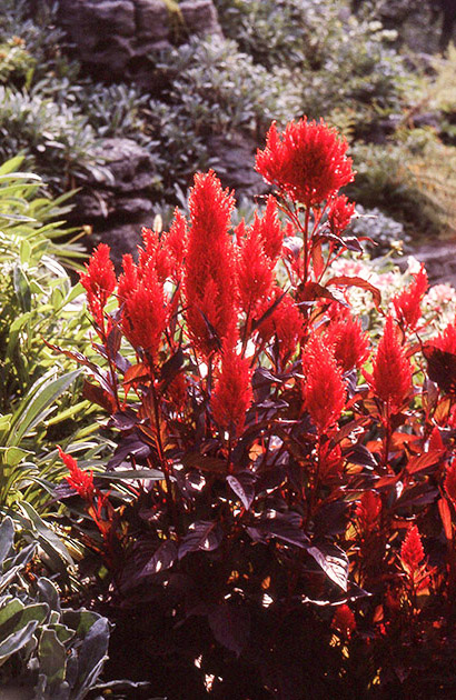 Short Studies One 00025