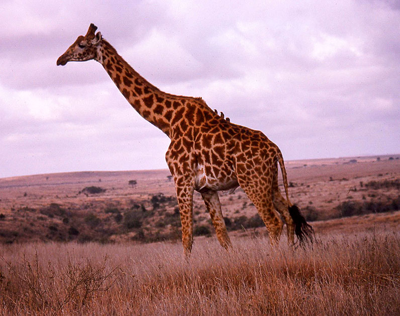 safari 00046