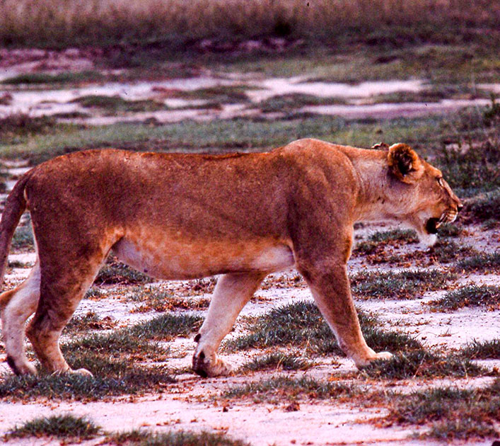 safari 00116