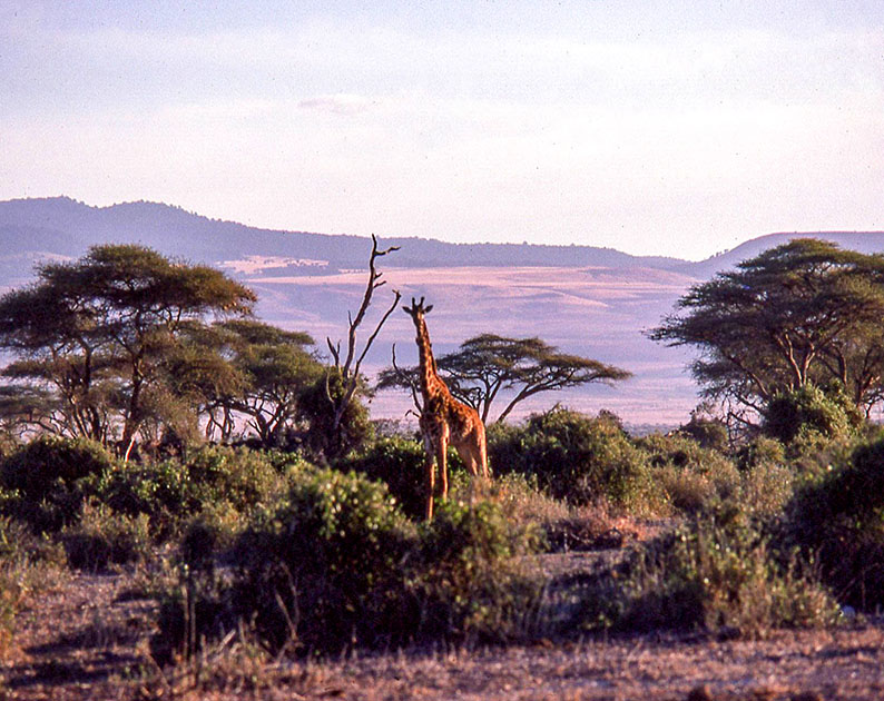 safari 00146