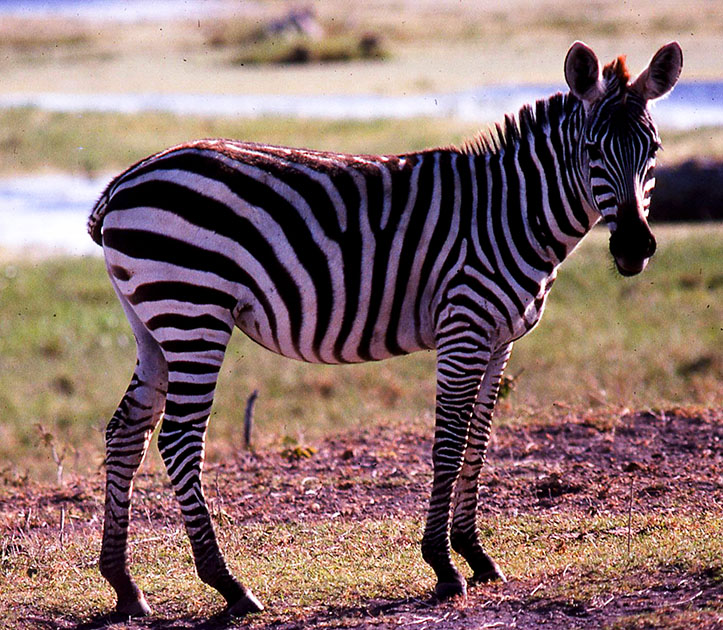 safari 00147