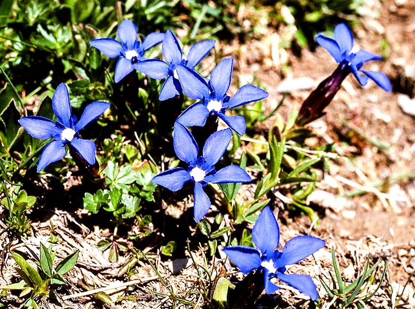 switzerland nature 0003