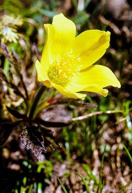 switzerland nature 0004