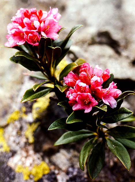 switzerland nature 0005