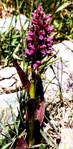 switzerland nature 0006