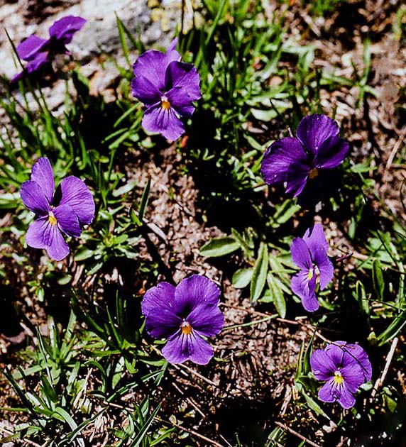 switzerland nature 0007