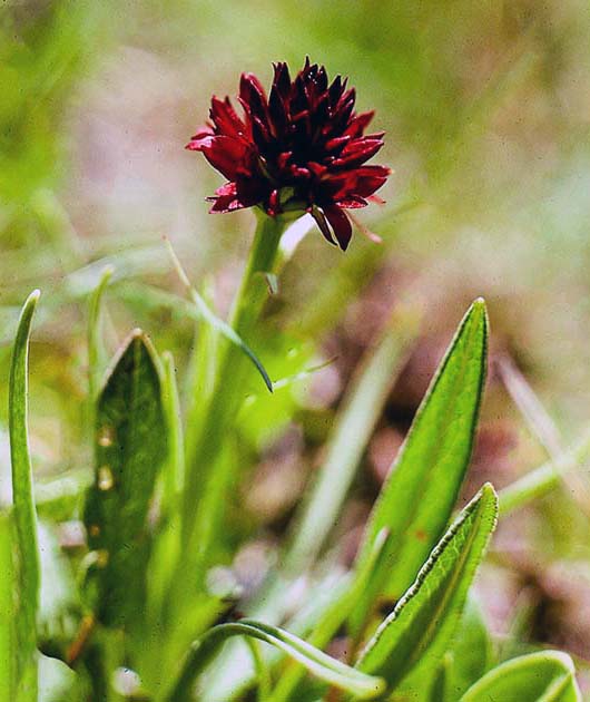 switzerland nature 0008