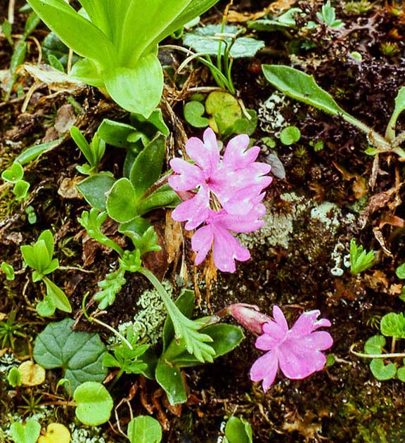 switzerland nature 0009