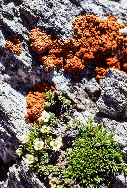 switzerland nature 0010