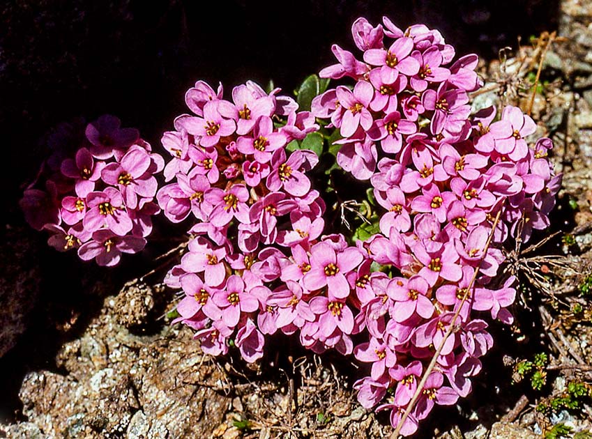 switzerland nature 0011