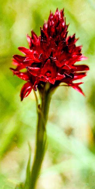 switzerland nature 0012