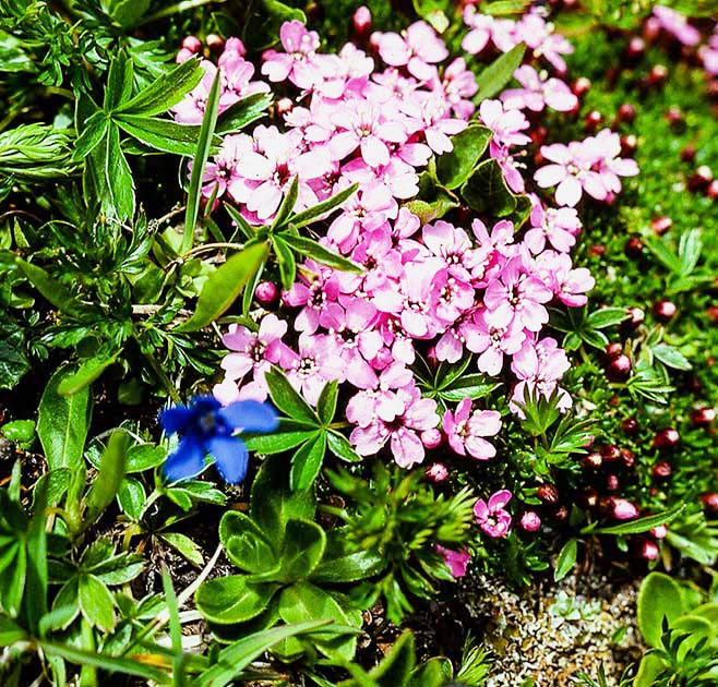 switzerland nature 0013