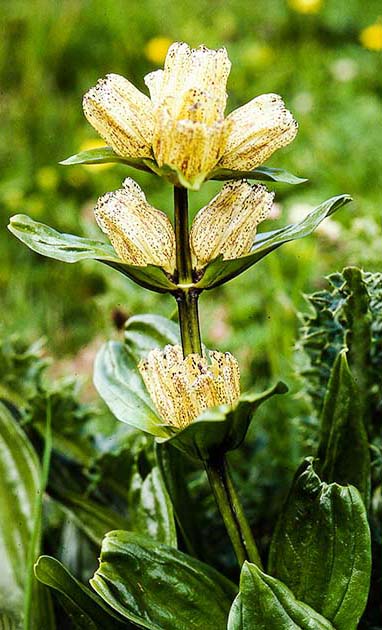 switzerland nature 0014