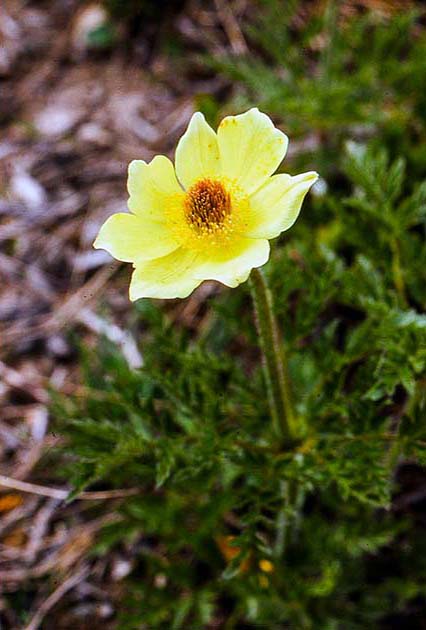 switzerland nature 0015