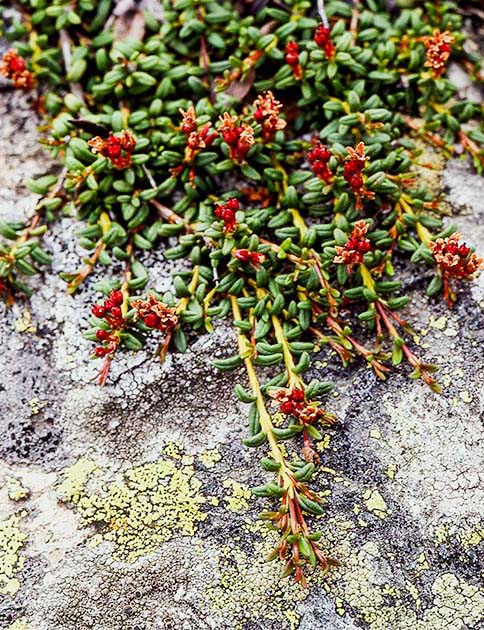 switzerland nature 0016