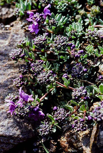 switzerland nature 0017