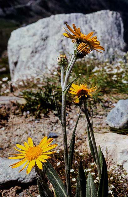 switzerland nature 0018