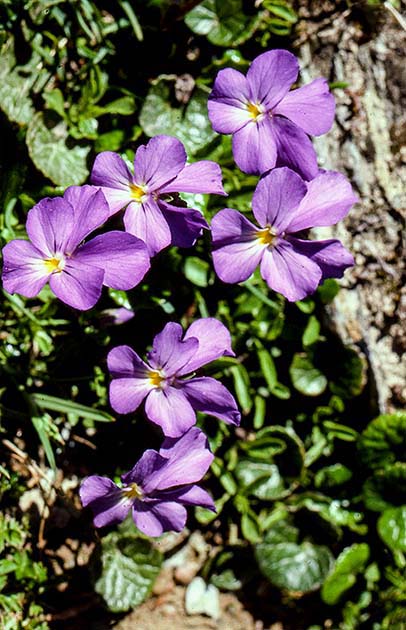 switzerland nature 0019