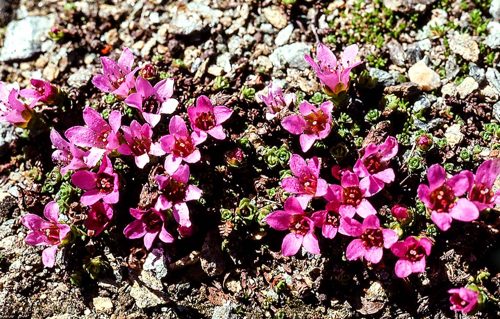 switzerland nature 0020