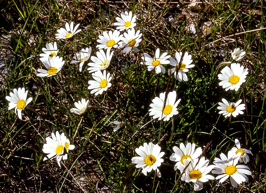 switzerland nature 0021