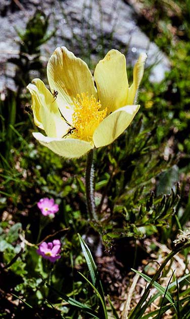 switzerland nature 0022