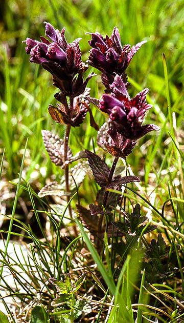 switzerland nature 0023