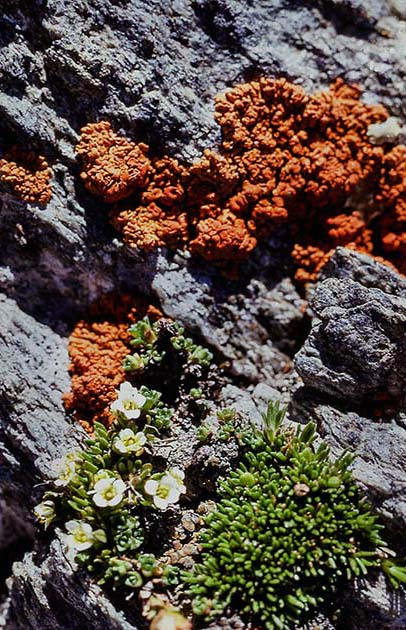 switzerland nature 0024