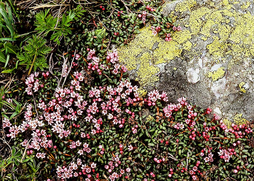 switzerland nature 0025