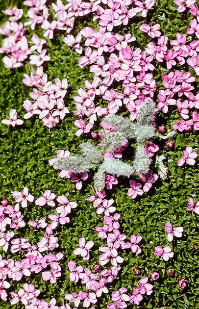 switzerland nature 0026