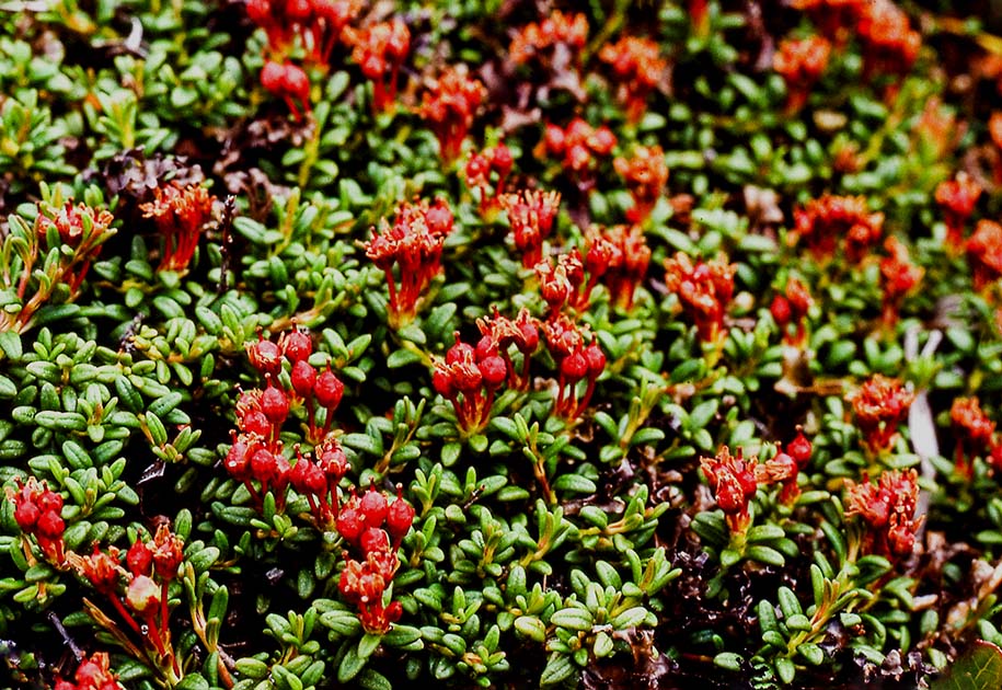 switzerland nature 0027