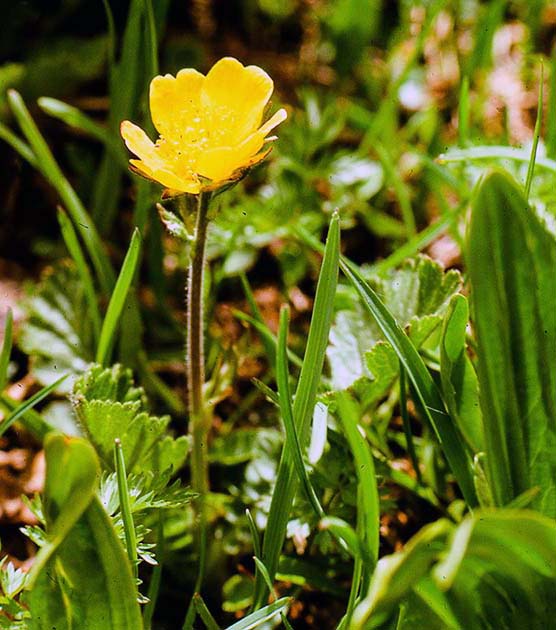 switzerland nature 0028