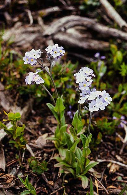 switzerland nature 0029