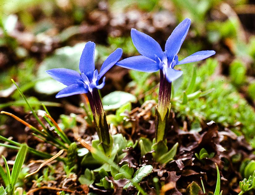 switzerland nature 0030