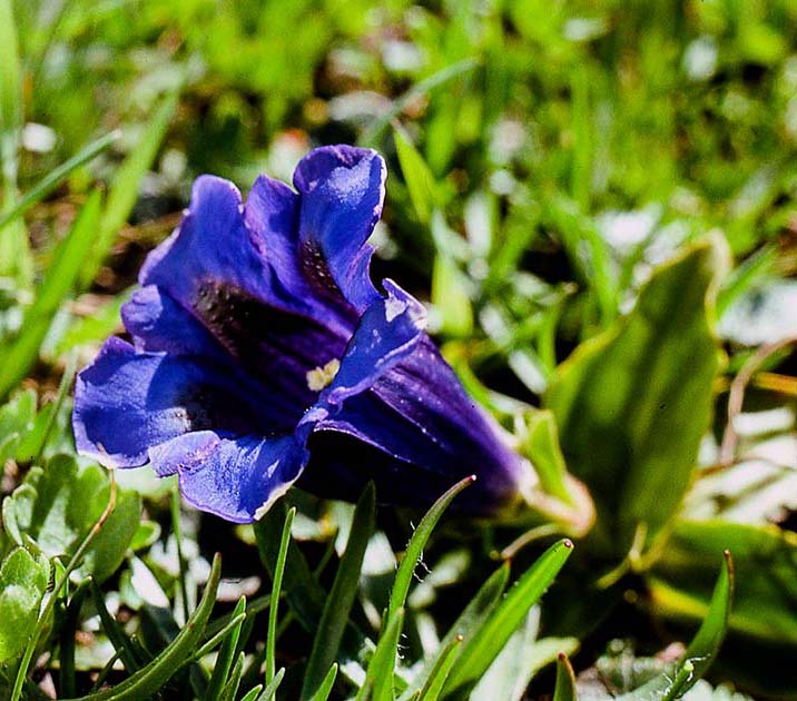 switzerland nature 0031