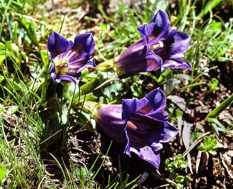 switzerland nature 0032