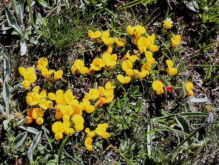 switzerland nature 0033