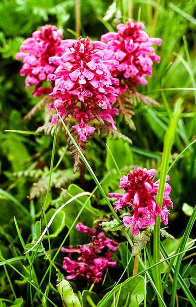 switzerland nature 0034