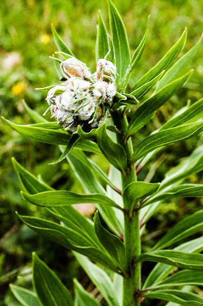 switzerland nature 0035