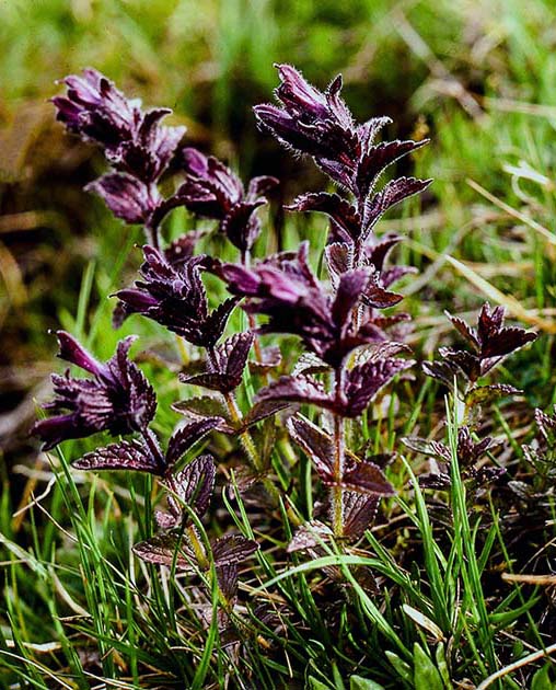 switzerland nature 0036