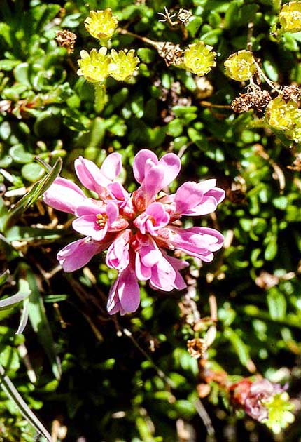 switzerland nature 0037