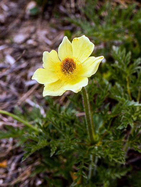 switzerland nature 0038